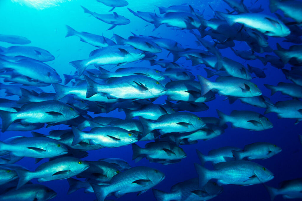 Boca Grande Offshore Fish School