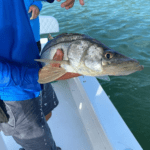 Boca Grande Inshore Fishing Charters