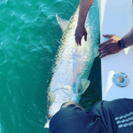 Boca Grande Tarpon Fishing Charters