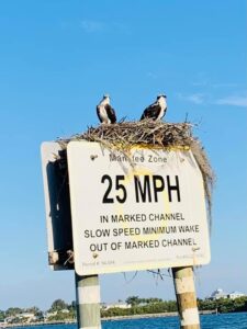 Boca Grande Wildlife Boat Tour