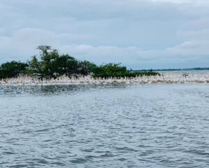 Boca Grande Wildlife Boat Tour Pelican